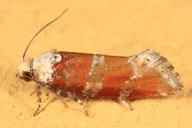 Adult of eastern pine shoot borer