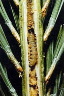Larva of eastern pine shoot borer