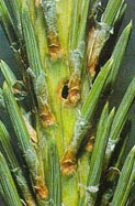 Exit hole in leader of mature larvae of eastern pine shoot borer