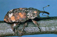 Close up of adult of white pine weevil