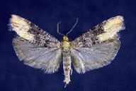 Adult of pitch pine tip moth