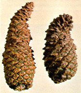Damage of slash pine flower thrips as seen in mature cones
