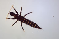 Slash pine flower thrips