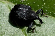 Close up of adults of yellow-poplar weevil