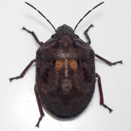 Adult shield-backed pine seed bug