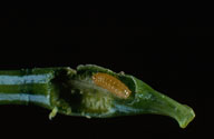 Larvae of the balsam gall  midge exposed by opening the gall