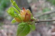 Old gall after wasp emergence 