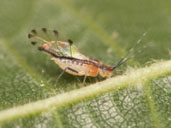 Winged adult linden aphid