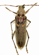 Adult banded hickory borer