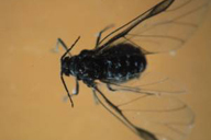 Winged adult of woolly elm aphid