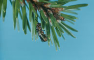 Adult Swaine jack pine sawfly