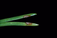 Eggs of swaine jack pine sawfly