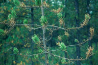Damage to jack pine by Swaine jack pine sawfly