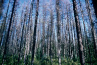 Jack pines defoliated by Swaine jack pine sawfly