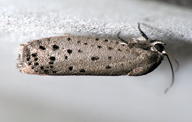 Adult of mimosa webworm