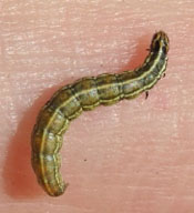Larva of mimosa webworm