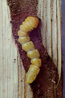 Larva of white oak borer