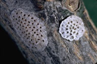 Egg mass of fruittree leafroller