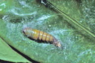 Pupa of fruittree leafroller, in opened larval nest