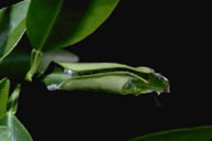 Leafroll or nest of larvae of fruittree leafroller