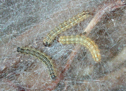 FALL WEBWORM, Hyphantria cunea Drury - Field Guide to Common Insect ...